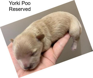 Yorki Poo Reserved
