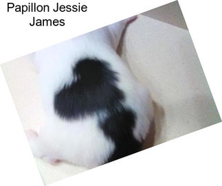 Papillon Jessie James