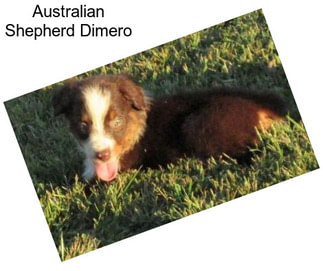 Australian Shepherd Dimero