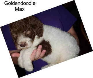 Goldendoodle Max