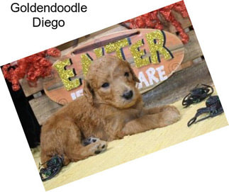 Goldendoodle Diego