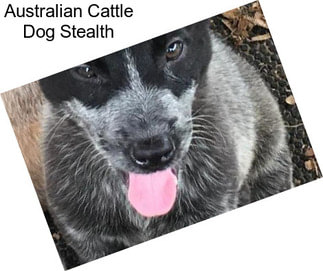 Australian Cattle Dog Stealth