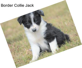 Border Collie Jack