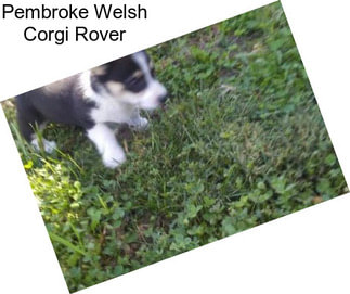 Pembroke Welsh Corgi Rover