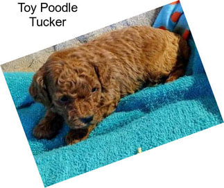 Toy Poodle Tucker