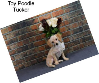 Toy Poodle Tucker