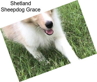 Shetland Sheepdog Grace