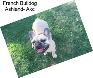 French Bulldog Ashland- Akc