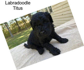 Labradoodle Titus