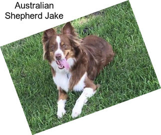 Australian Shepherd Jake