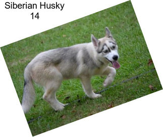 Siberian Husky 14