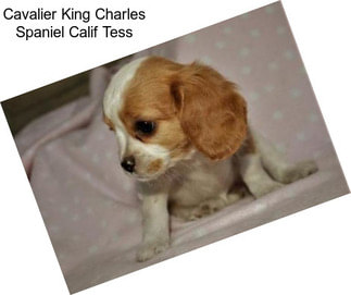 Cavalier King Charles Spaniel Calif Tess