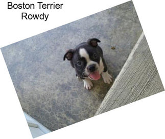 Boston Terrier Rowdy