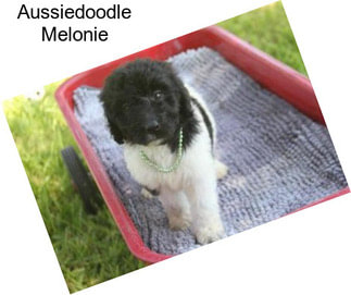 Aussiedoodle Melonie