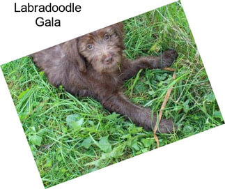 Labradoodle Gala