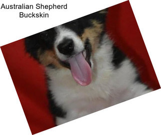 Australian Shepherd Buckskin