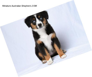 Miniature Australian Shepherd J3 Btf