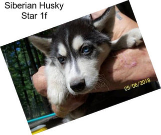 Siberian Husky Star 1f