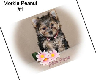 Morkie Peanut #1