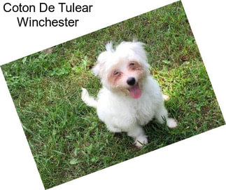 Coton De Tulear Winchester