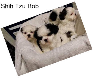 Shih Tzu Bob