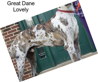 Great Dane Lovely