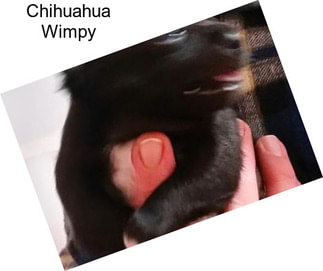 Chihuahua Wimpy