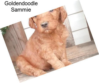 Goldendoodle Sammie