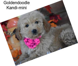 Goldendoodle Kandi-mini