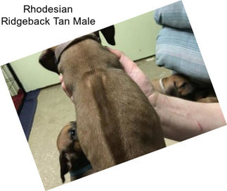 Rhodesian Ridgeback Tan Male