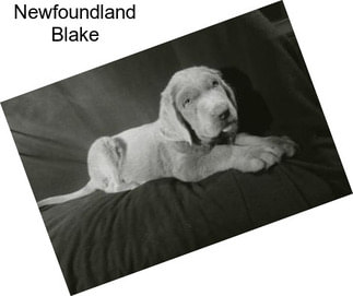 Newfoundland Blake