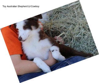 Toy Australian Shepherd Lil Cowboy