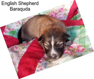 English Shepherd Baraquda