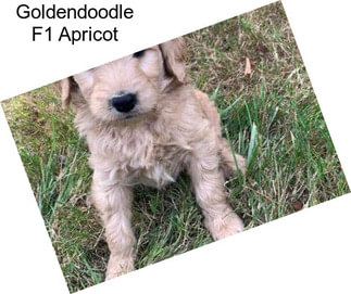 Goldendoodle F1 Apricot