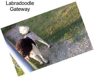 Labradoodle Gateway