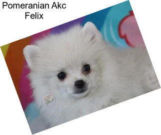 Pomeranian Akc Felix