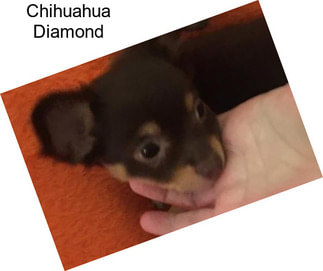 Chihuahua Diamond