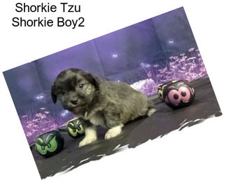 Shorkie Tzu Shorkie Boy2