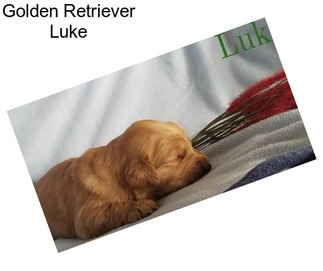 Golden Retriever Luke