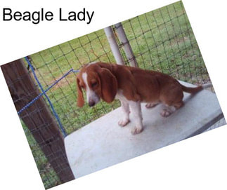 Beagle Lady