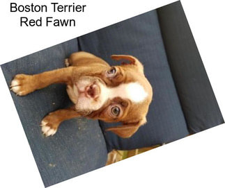 Boston Terrier Red Fawn