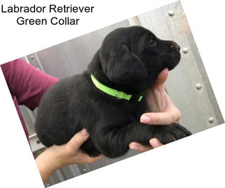 Labrador Retriever Green Collar