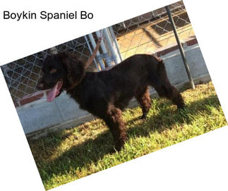 Boykin Spaniel Bo