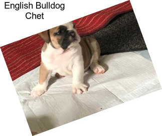 English Bulldog Chet