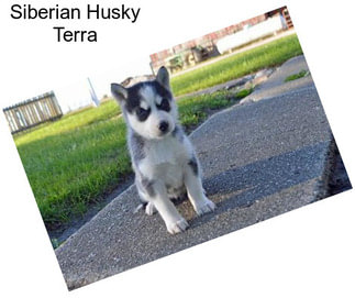 Siberian Husky Terra