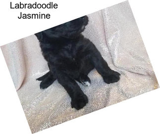 Labradoodle Jasmine
