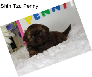 Shih Tzu Penny