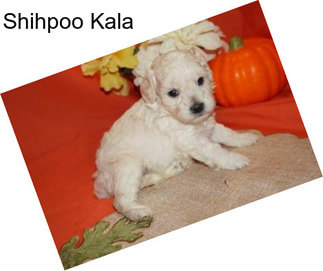 Shihpoo Kala