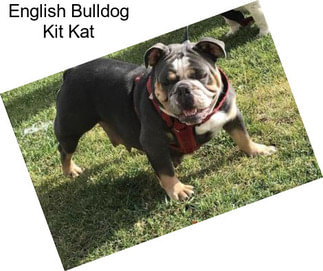 English Bulldog Kit Kat