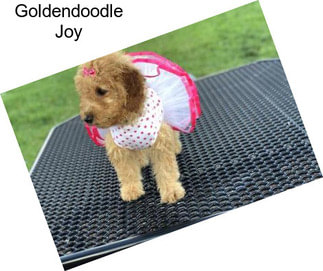 Goldendoodle Joy